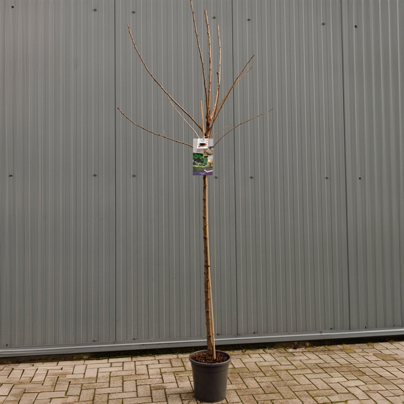 Körsbär – Prunus avium 'Burlat' - C12 250-275 CM Hoogstam